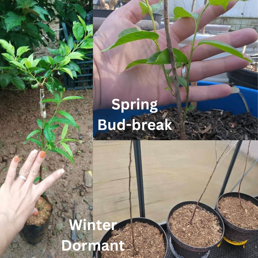 Set of 2 Plum Trees Live Plant, 1 Year Old Seedlings Live Plants, Dormant and Bare Root, Cold Hardy