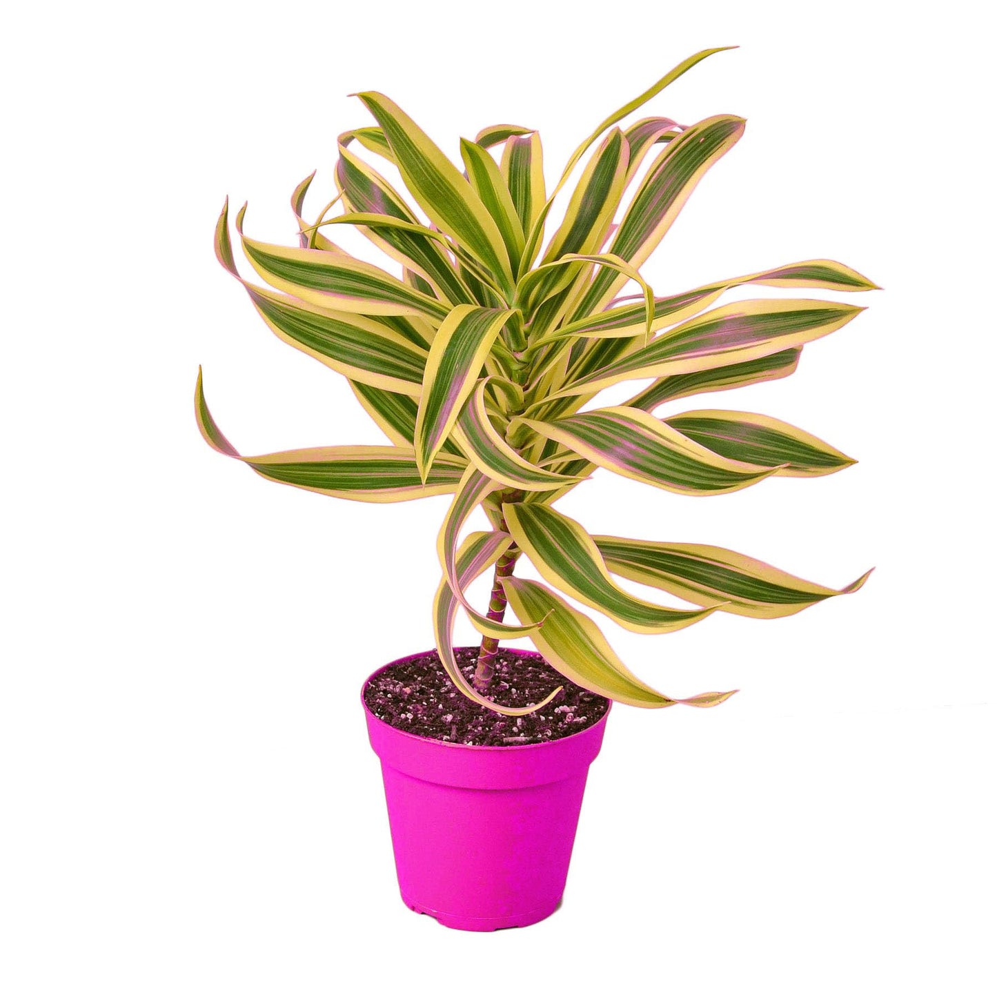 Dracaena 'Song of India' in 4in Pot - Live Plants Tropical Houseplants | Variegated | USA Growers | The Snobby Leaf