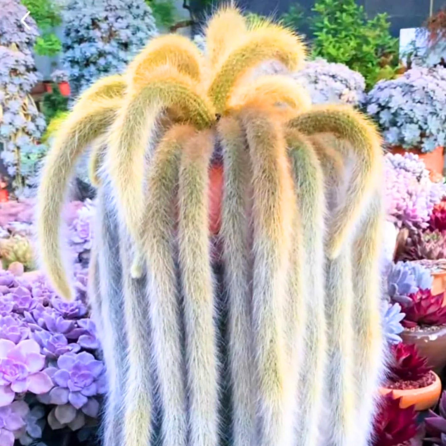 Trailing Monkey Tail Cactus Live Plant, Rare Cactus Live Succulents Plant Live Rooted, 3-6 Inch Tall Bareroot