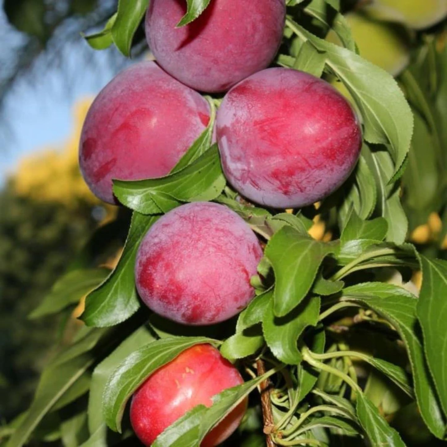 2-3 Years Old Plum Tree Live Plant, Well Rooted Red Plum Seedlings, Containers or Garden Beds Growing, 2-3 Feet Tall (Sweet Red Plum)