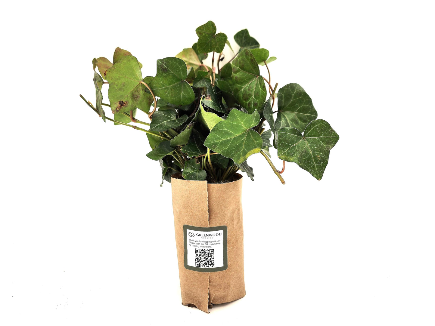 Greenwood Nursery: Live Ground-Cover Plants - English Ivy + Hedera Helix - [Qty: 50 Bare Roots] - (Click for Other Available Plants/Quantities)