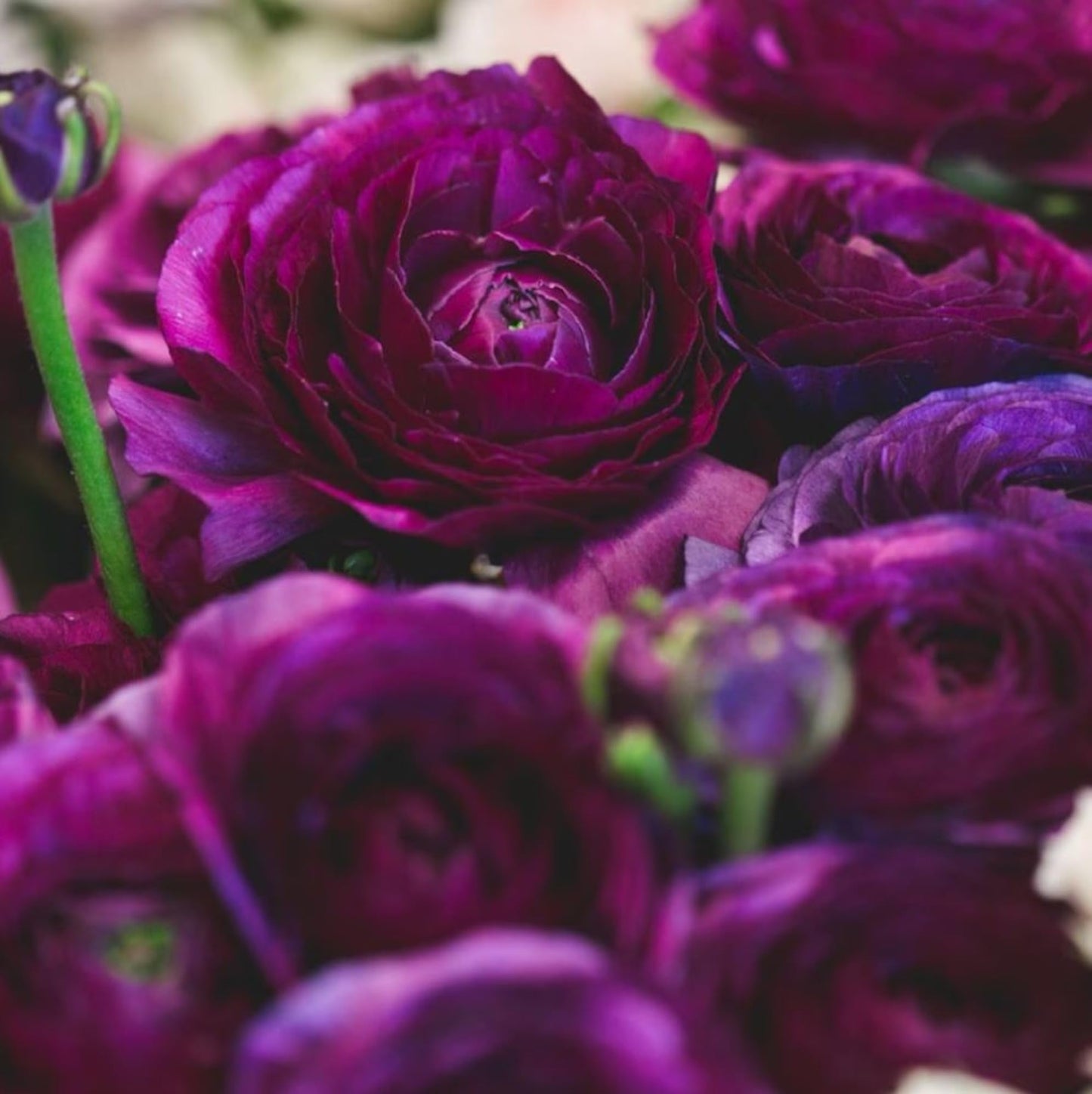 Ranunculus Bulbs for Planting - Ranunculus Flower Seeds - 25 Purple Shade Ranunculus Corms for Planting - Ranunculus Peonies Bulbs for Planting - Easy to Grow - 25 Bulbs per Pack, Purple Flowers