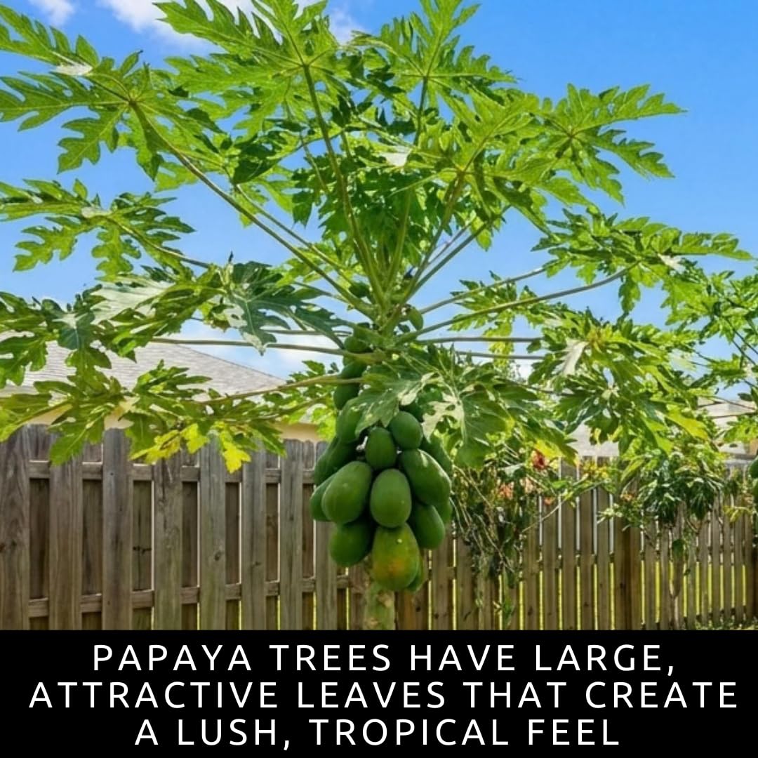 10 Dwarf Papaya Seed Sweet Fruit Tree Seeds for Planting - Grow Your Own Tropical Fruit Tree at Home, Patio, or Garden – Non-GMO, Fast-Growing, Edible Orange Fruits Perfect
