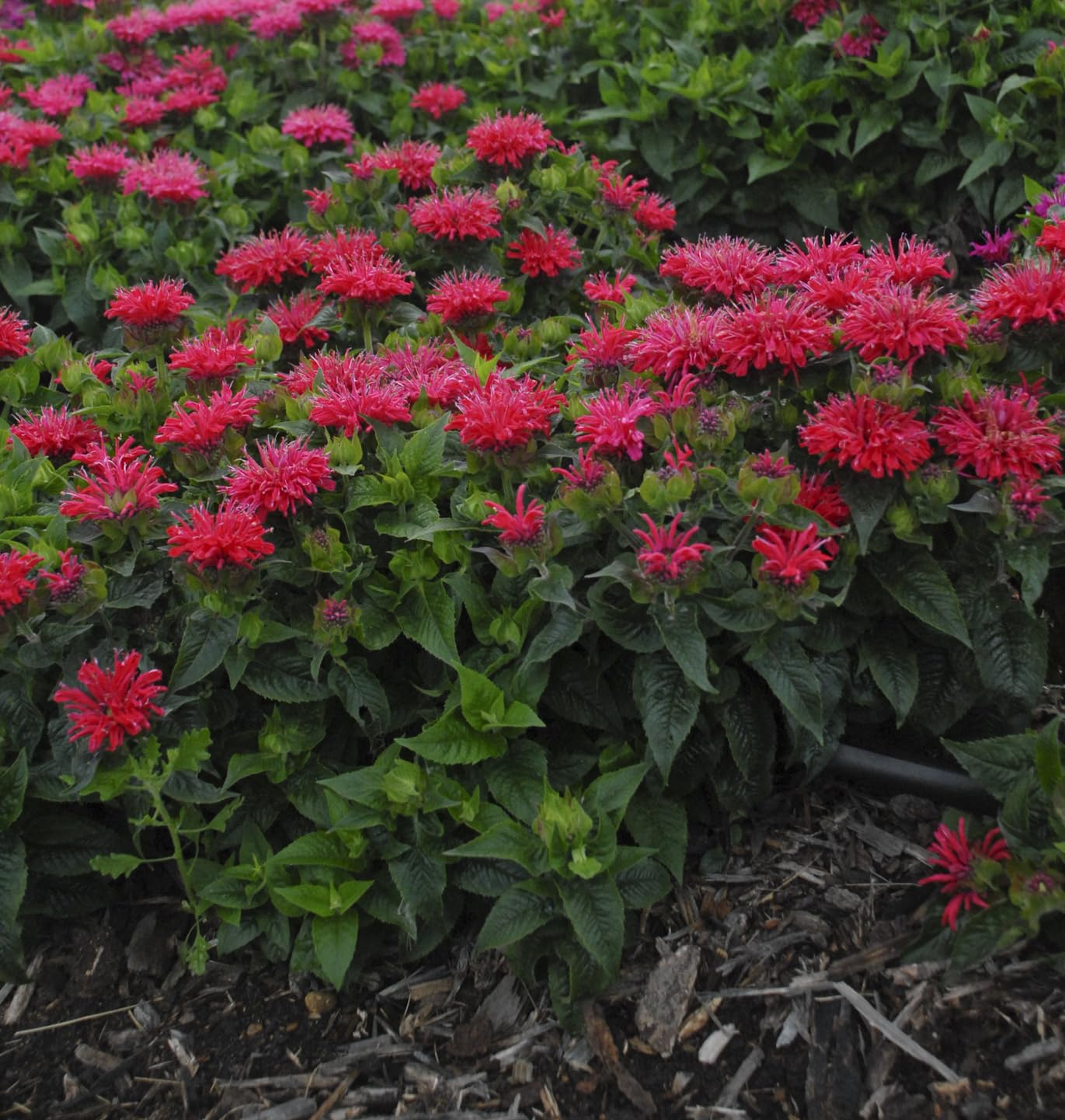 Live Plant from Green Promise Farms - Proven Winners, Monarda 'Pardon My Cerise' Bee Balm, Bright Pink Flowers - #1 Gallon Size Container - Does NOT Ship to AZ, CA, HI, ID, MT, NV, OR, PR, UT & WA!!