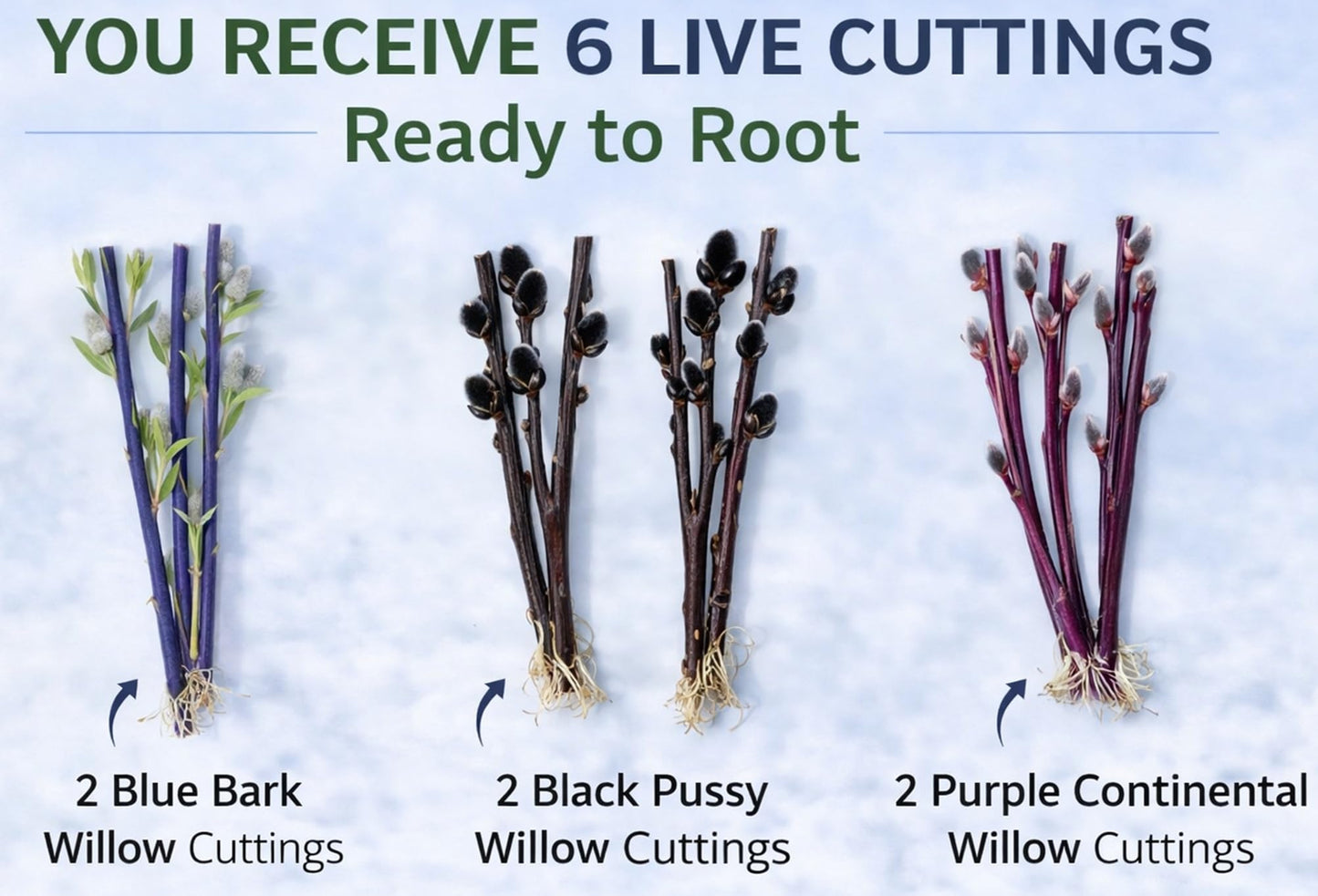 Dark Willow Tree Cuttings Bundle - Blue Bark, Blackskin & Purple Continental | 2 Cuttings of Each Variety | Fast Growing Ornamental Trees