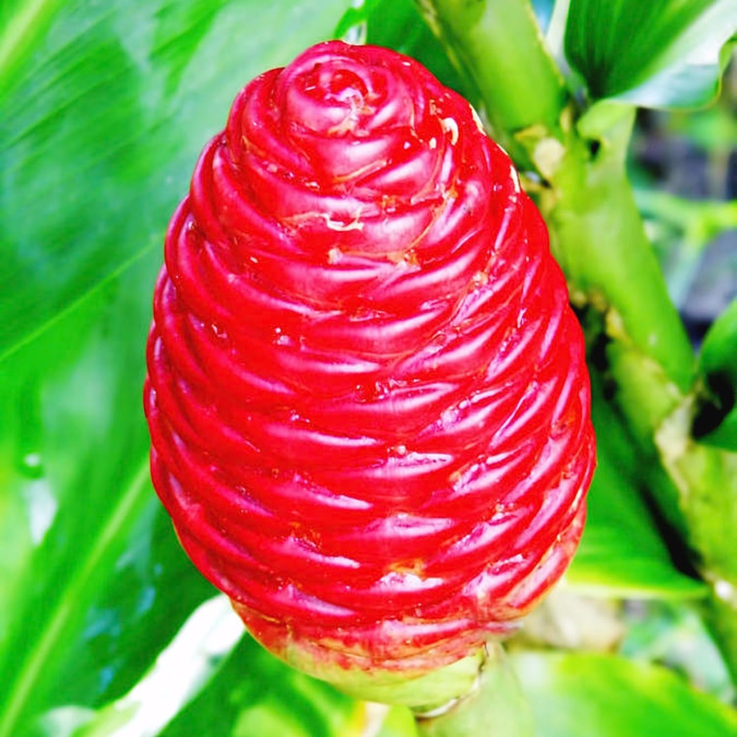 4 Awapuhi Shampoo Ginger Roots, Zingiber Zerumbet Fresh Ginger Rhizomes, Hawaiian Ginger Lily Flower Perennial Garden Simple to Grow