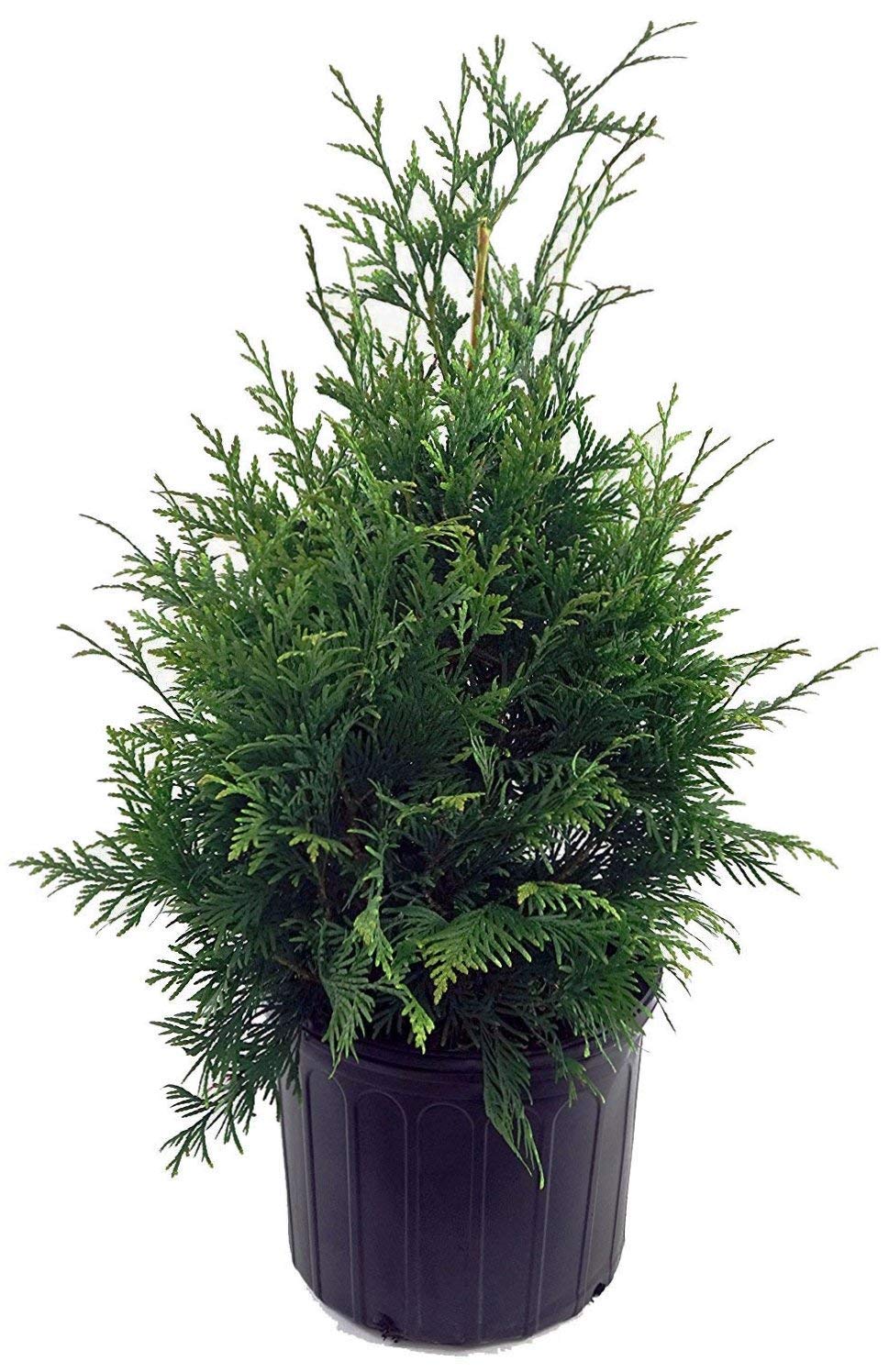 Live Plant Thuja-X Green Giant Evergreen Tree (Western Arborvitae), 3-Gallon Fully Potted Plant from Green Promise Farms