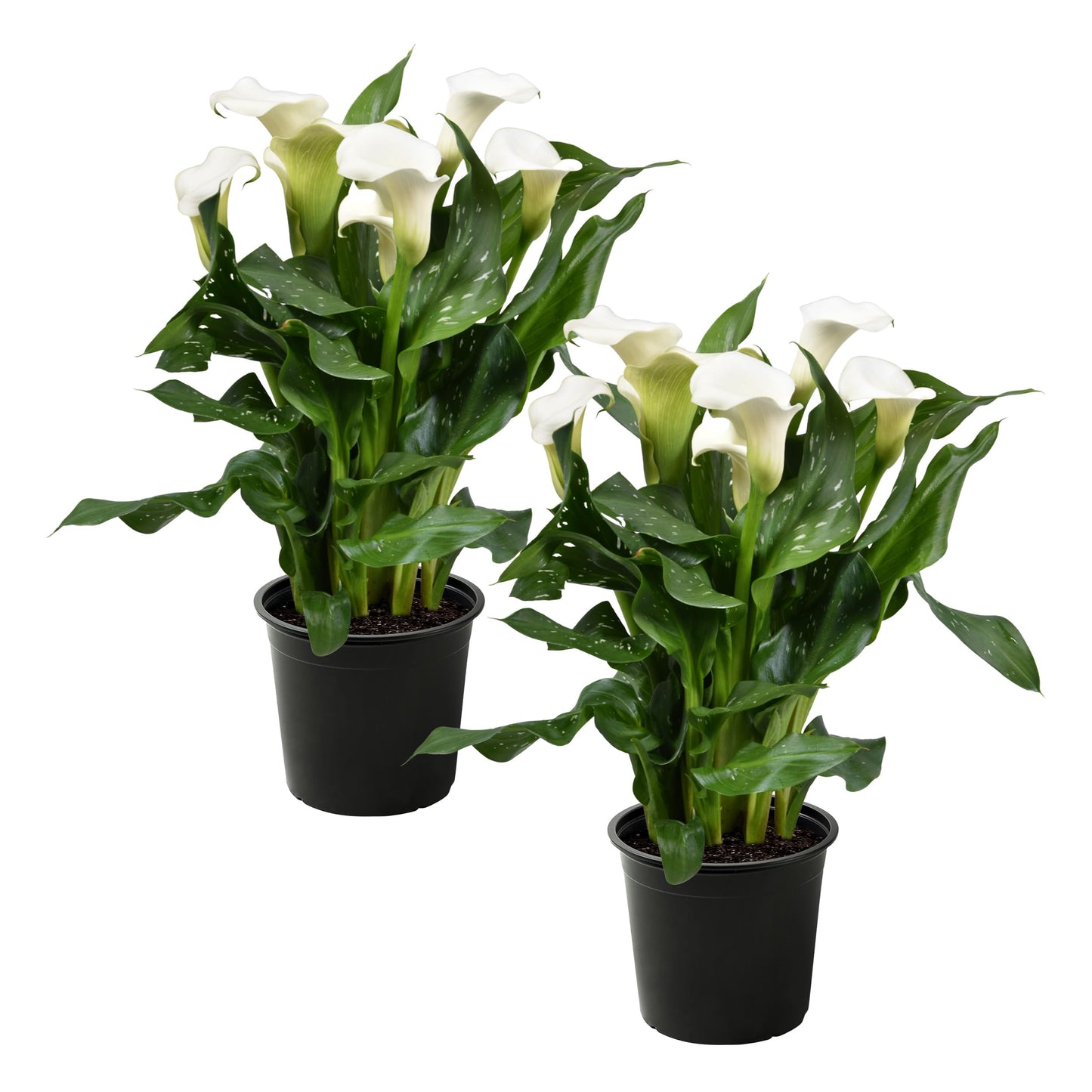 Live Flowering Calla Lily (2 Plants Per Pack) - White, 3+ Blooms - Beautiful Spring Perennial - 12" Tall by 5" Wide in 1 Qt Pot