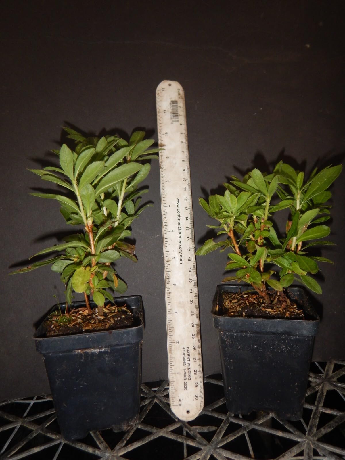 Live Plant - Garden Rainbowpink & Yellowazalea Rhododendronrooted Plantmay Be Dormant!