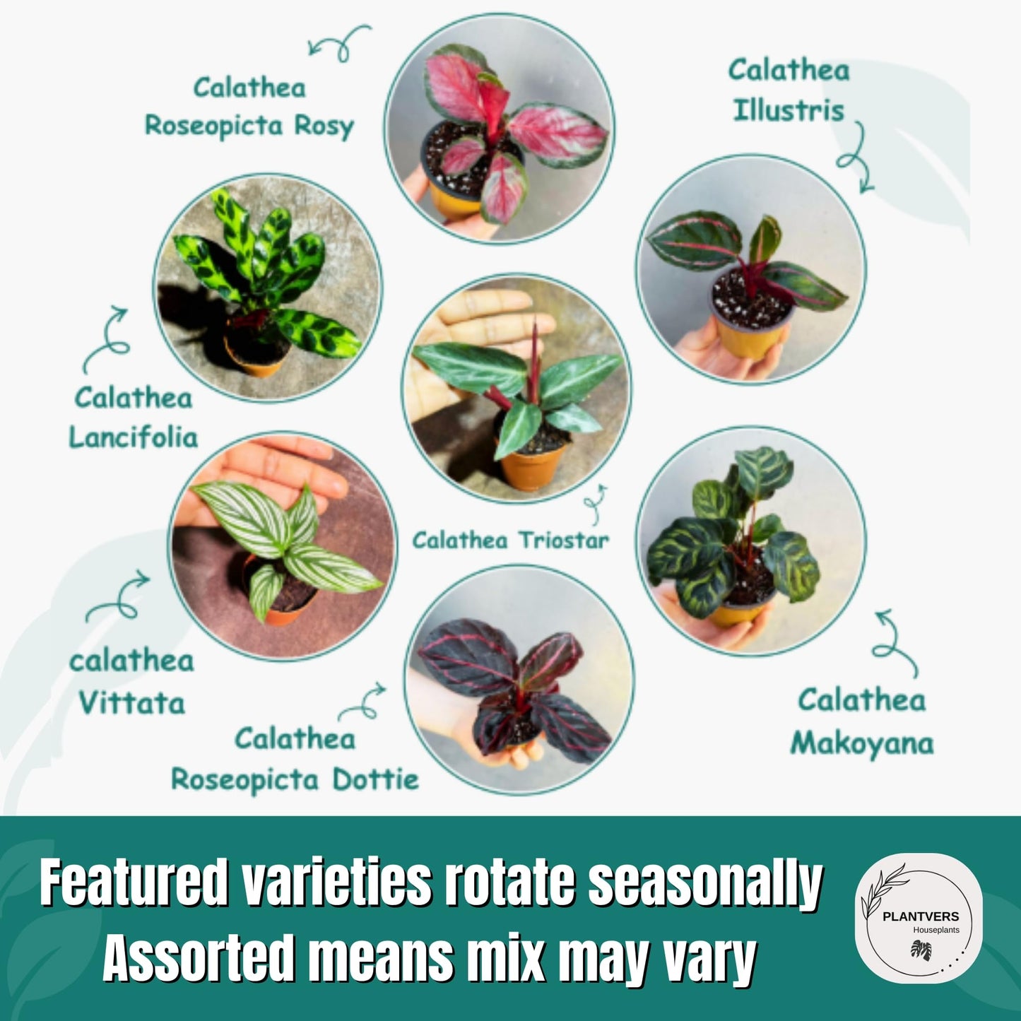 PLANTVERS Calathea Assorted Live Plant Set – Pack of 4 Live Plants in 2" Pots – Includes Calathea Roseopicta, Lancifolia, Dottie & Makoyana – Air Purifying Indoor Houseplants