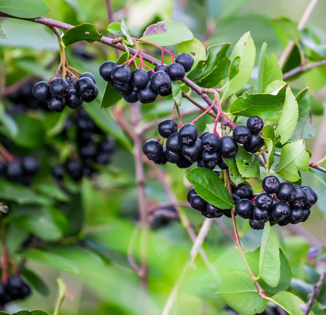 100 Black Chokeberry Seeds – Aronia Melanocarpa – Grow Your Own Antioxidant-Rich Superfood Berry Tree – Hardy, Fast-Growing, Ideal for Garden or Container Planting
