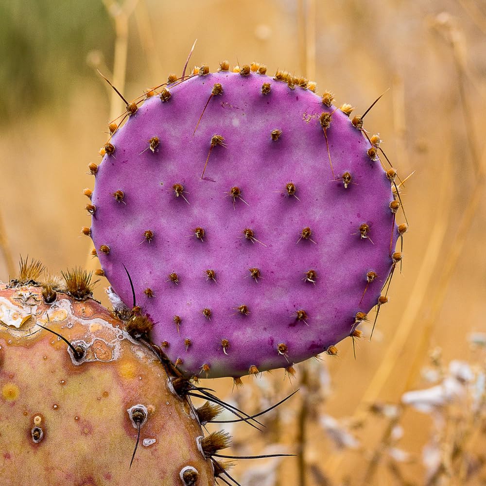 Prickly Pear Cactus Plants Live, 3.5 Inch Pot Purple Prickly Pear Cactus Plant, Hardy Perennial Succulents Plant