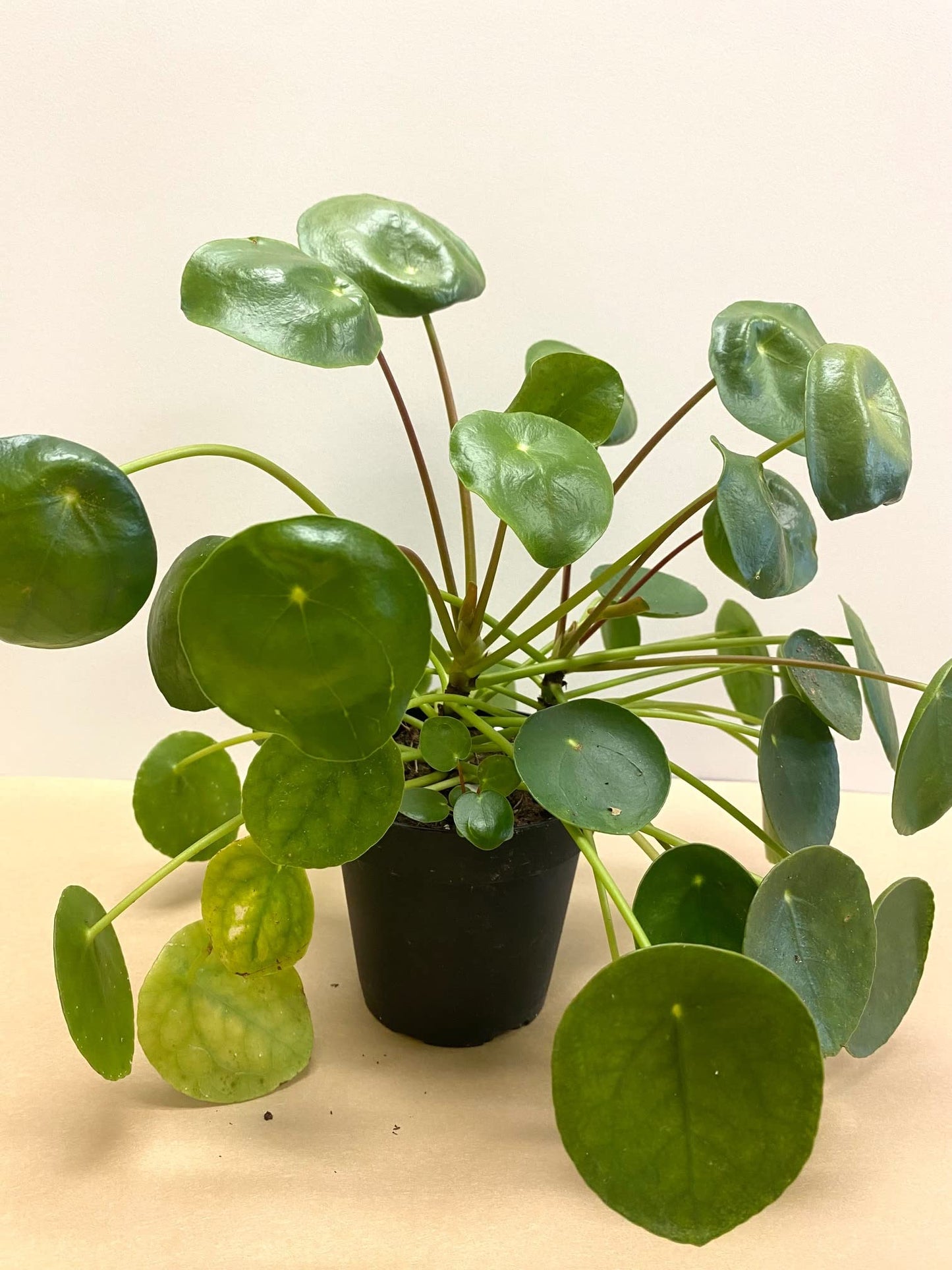Chinese Money Plant - Pilea peperomioides - 3.5" Pot, Fully Rooted