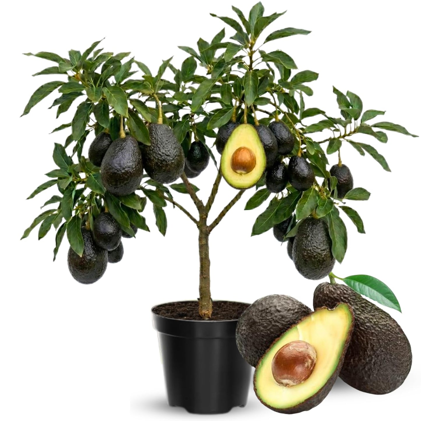 2 Years Old Avocado Tree Grafted, 1-2 Feet Tall in 3 Gallon Pot,Ready to Plant and Bear Fruit (HASS)
