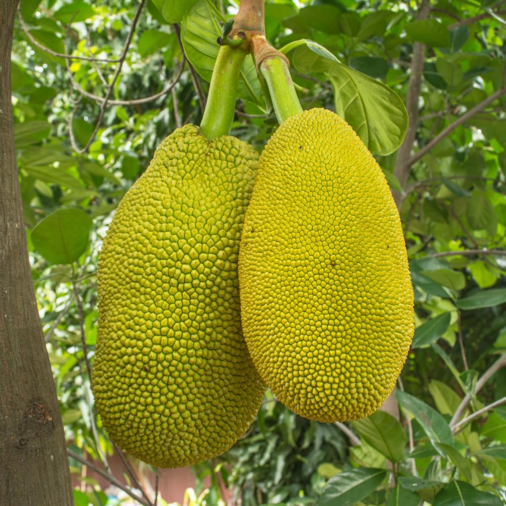 Jackfruit Live Plants, Jack Fruit Tropical Fruit Tree, Tropical Fruit Plant, 8-10 Inches in Height, 4 Inch Pot for Outdoor Planting
