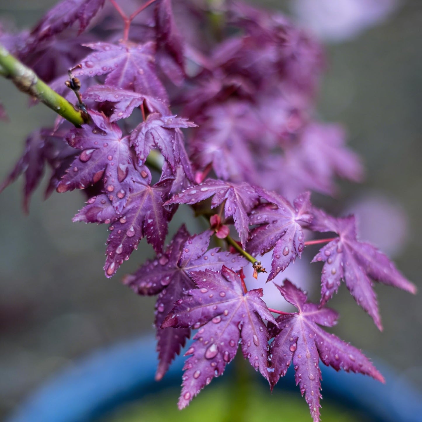 Mixrug Jacaranda Purple Maple Seeds for Planting, 25pcs Rare Perennial Purple Maple Tree Seeds Plants, Non-GMO Heirloom Beauty Trees Plants Home Garden for Outdoors Indoors