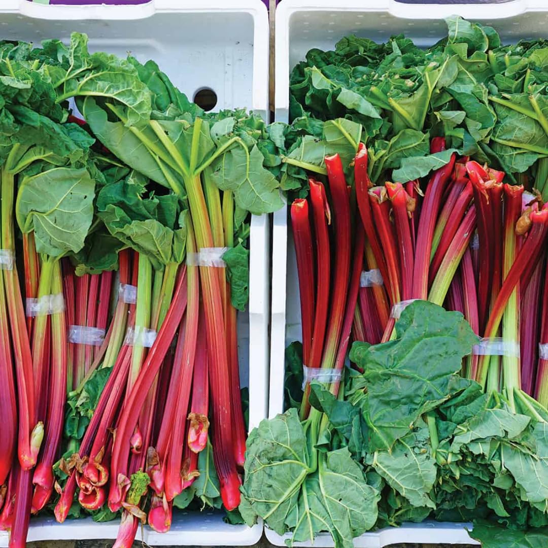 Large Rhubarb Plant Crown Division for Planting, Victoria Rhubarb Plant, Medium 4-6 Inch Root Starters, Low Maintenance Perennial for Landscapes and Pots