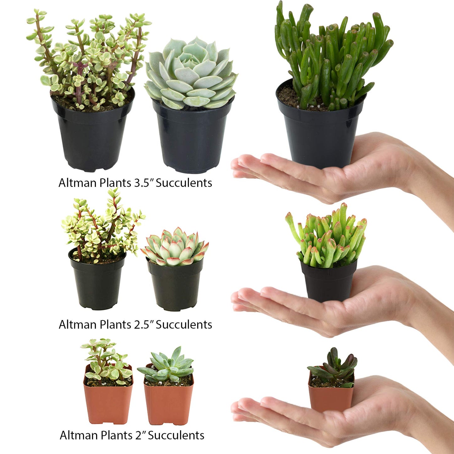 Assorted Cactus Collection 2.5" 12 pack