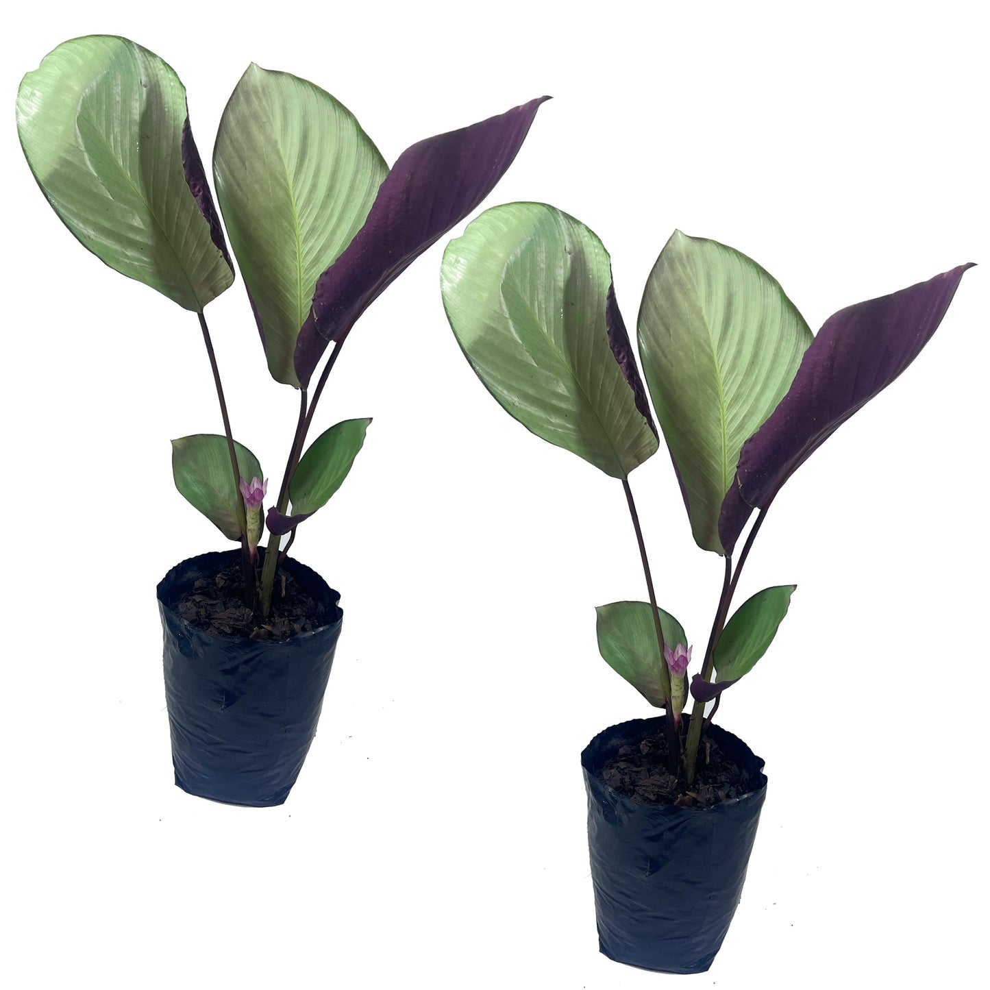 LEAL PLANTS ECUADOR Calathea Silver Plate(Pack of 2) Fascinating Leaf Movement, Easy Care Tropical Houseplant, Air-Purifying, Ideal for Home & Office Decor, Unique Living Plant Gift