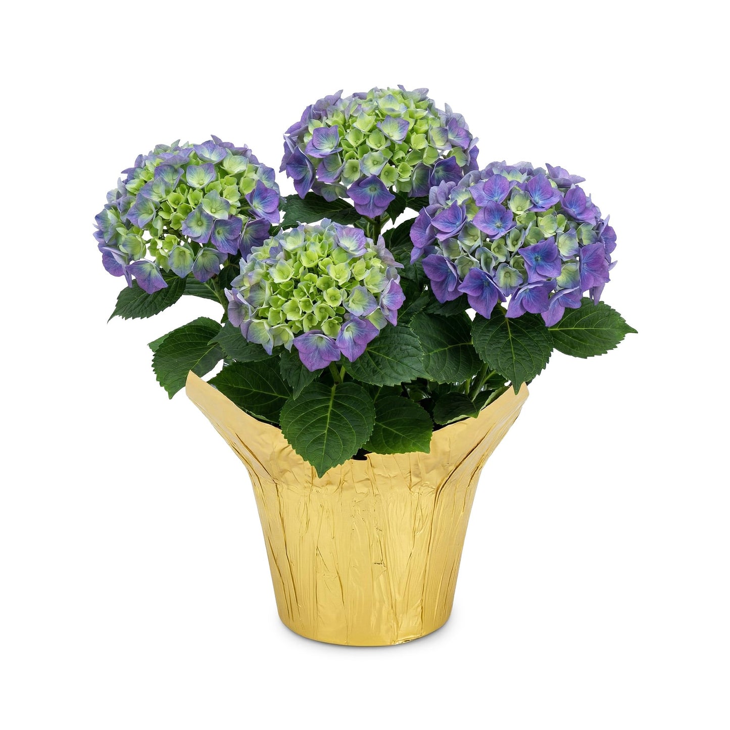 Live Flowering Hydrangea - Shades of Blue, 5+ Beautiful Blooms, 1.5 Qt Pot with Deco Cover, 12" Tall by 8" Wide
