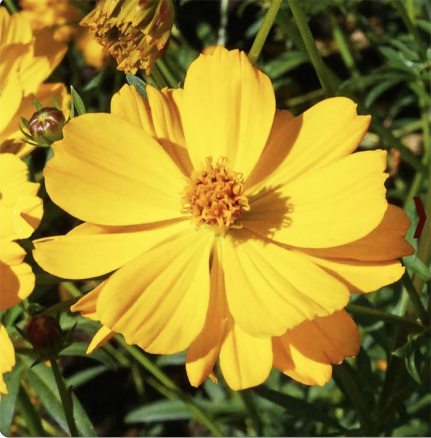 Gold Crest Cosmos - Long Blooming Season - 2 to 3 Feet Tall