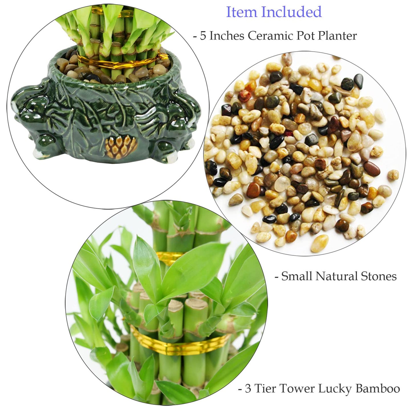 Athena’s Garden Lucky Bamboo Indoor Live Plant 3 Tier Tower Fresh Plant in Ceramic Planter (Elephant)