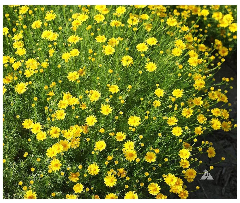Dahlberg Daisy Seeds - Annual Texas Native - 11,500 Tiny Seeds