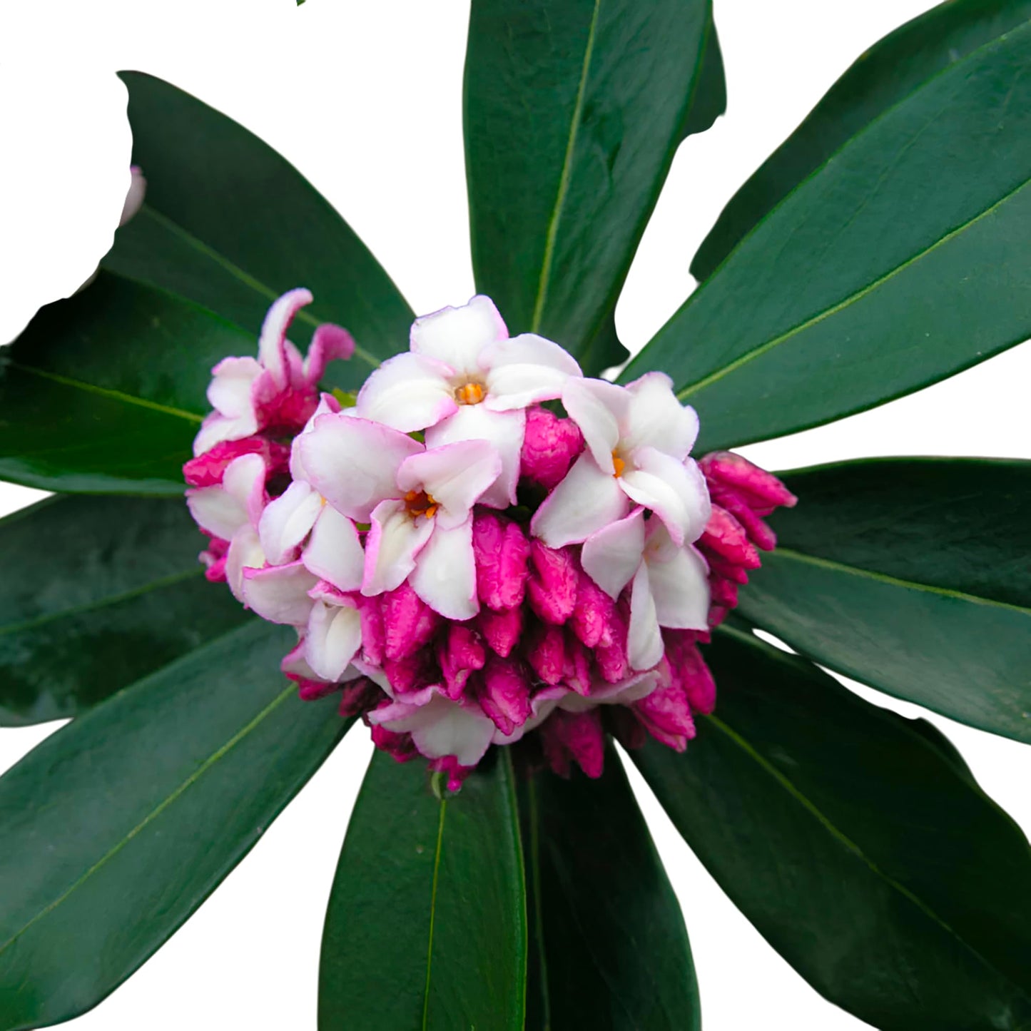 Daphne Marginated Pink Winter Blooming Shrub, Fragrant Pink Flowers, Fall and Winter Garden Plant (1 Gallon/Potted/Single Plant)