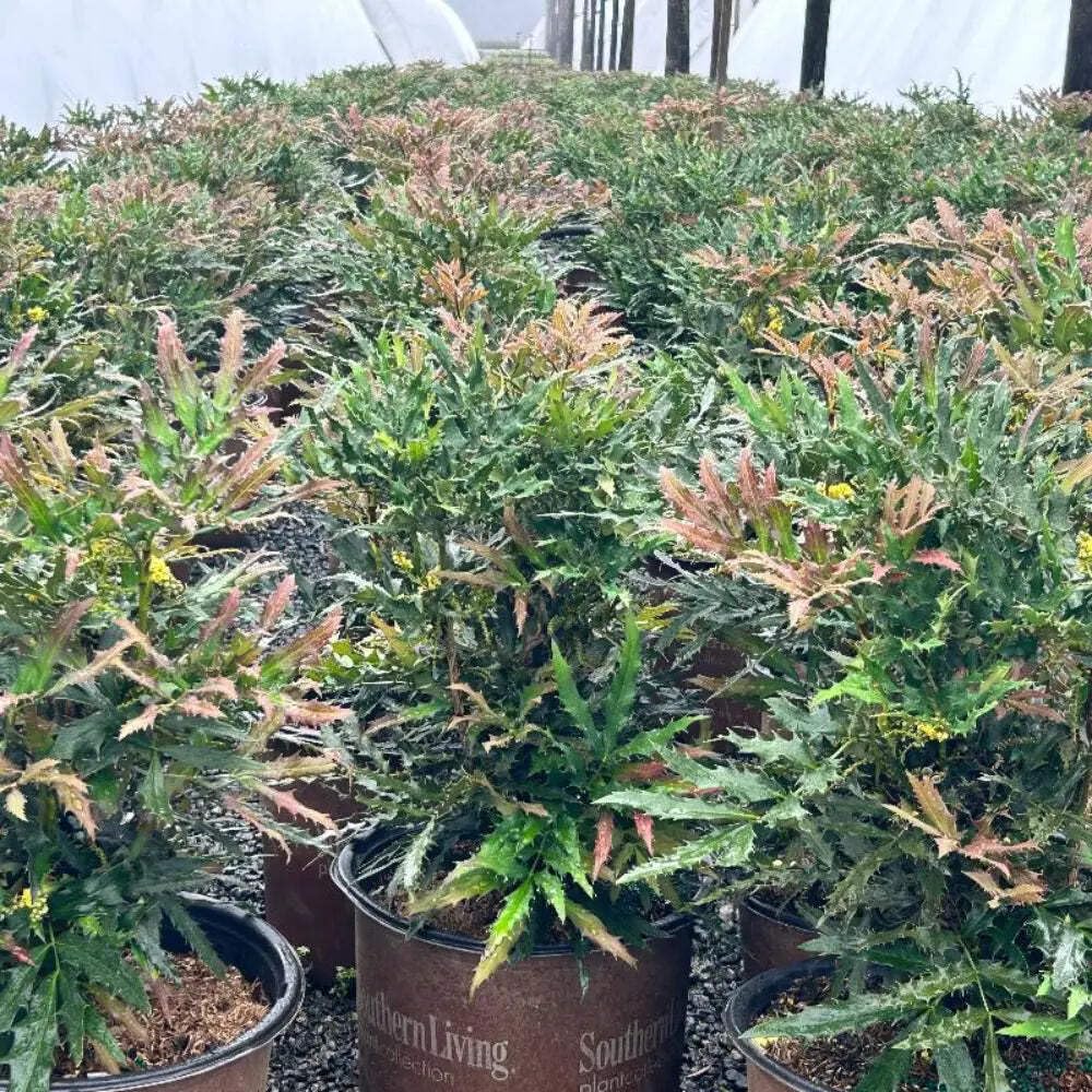 Mahonia Beijing Beauty (3 Gallon) - Compact Evergreen Shrub with Dark Green Spiny Leaves, Yellow Flowers, Part Sun to Full Shade