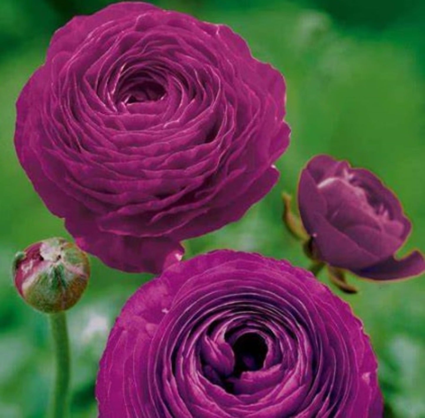 Ranunculus Bulbs for Planting - Ranunculus Flower Seeds - 25 Purple Shade Ranunculus Corms for Planting - Ranunculus Peonies Bulbs for Planting - Easy to Grow - 25 Bulbs per Pack, Purple Flowers