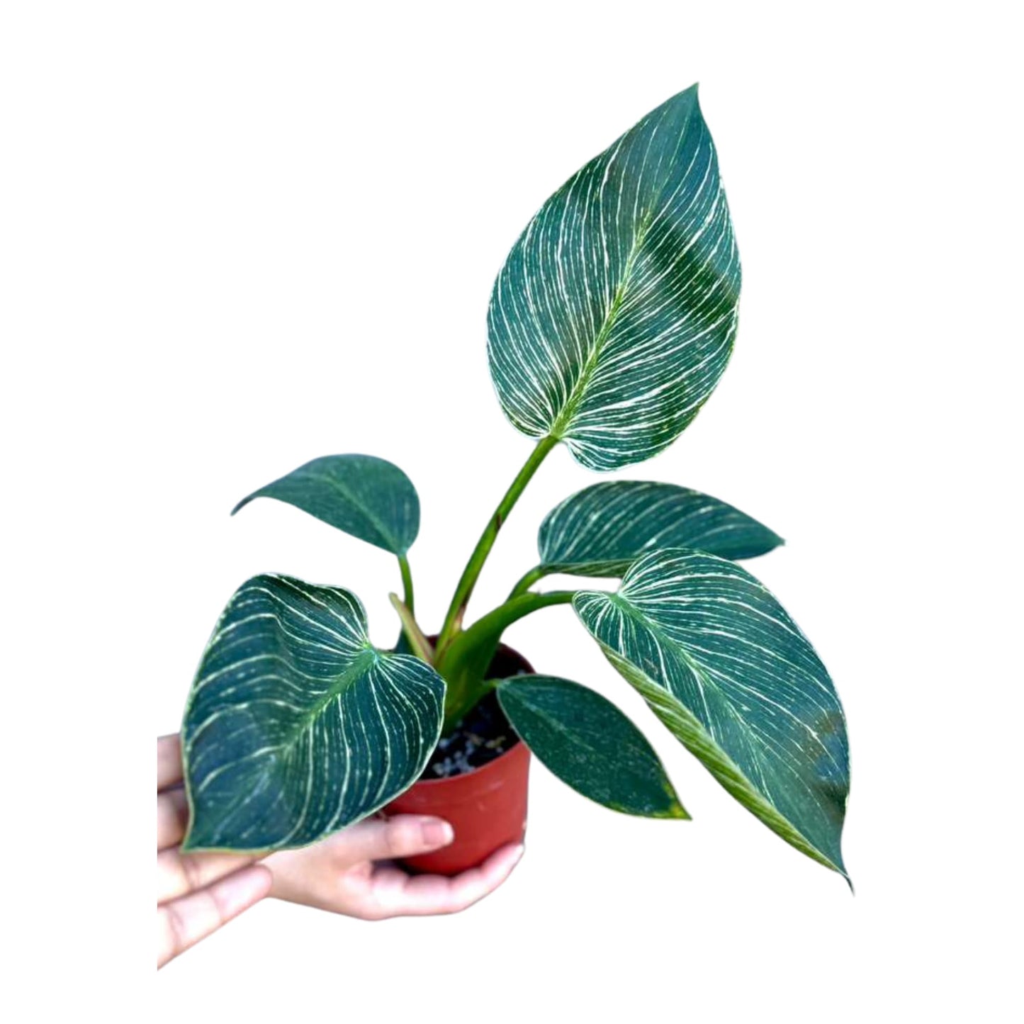 PLANTVERS Variegated Philodendron in 4" Grow Pot – Live Indoor Houseplant with Striking Variegated White-Striped Foliage – Easy Care Tropical Plant – Air Purifying Decorative Houseplant