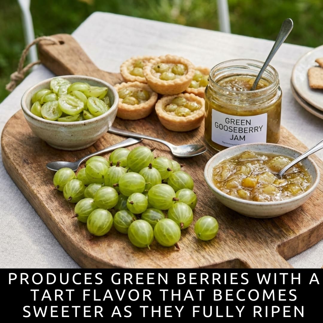 2 Sweet Gooseberry Bush Live Plants to Grow - Well Rooted, Edible Gooseberry Plant Live for Planting Home Garden (2 Plants)