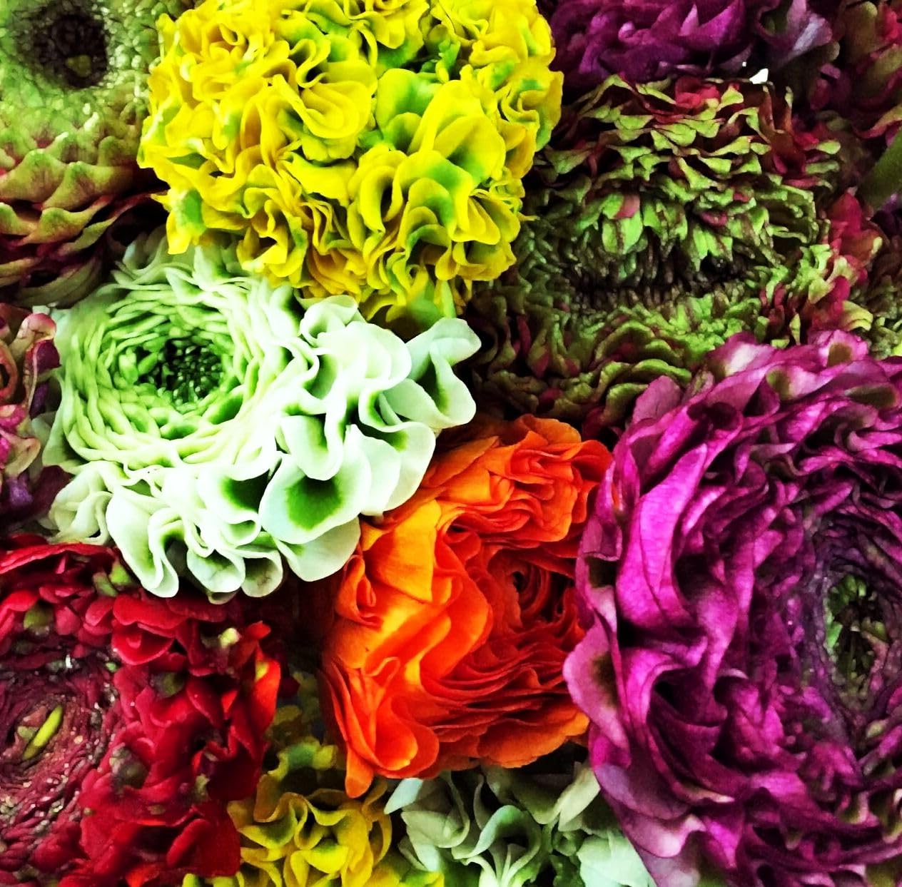 Mixed Peony Ranunculus Bulbs- Persian Buttercup -10 Corms Bulbs Flowering Blooms Perennial Bulbous Root Garden Plant (Mixed Ranunculus Bulbs)