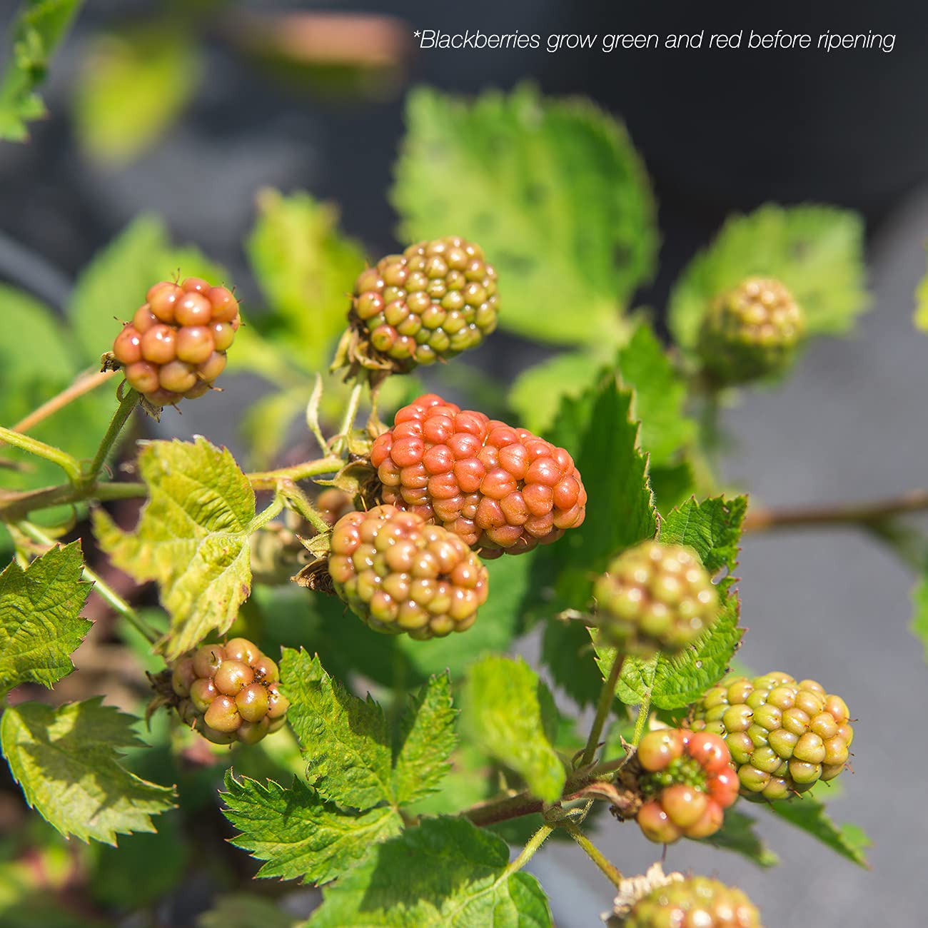 PERFECT PLANTS Perfect Plants Arapaho BlackBerry Bush 3 Gallon | Live Fruit Trees for Outdoor Planting | Self Fertile Blackberries & Thornless for Easy Picking | Sweet & Healthy Black Berries