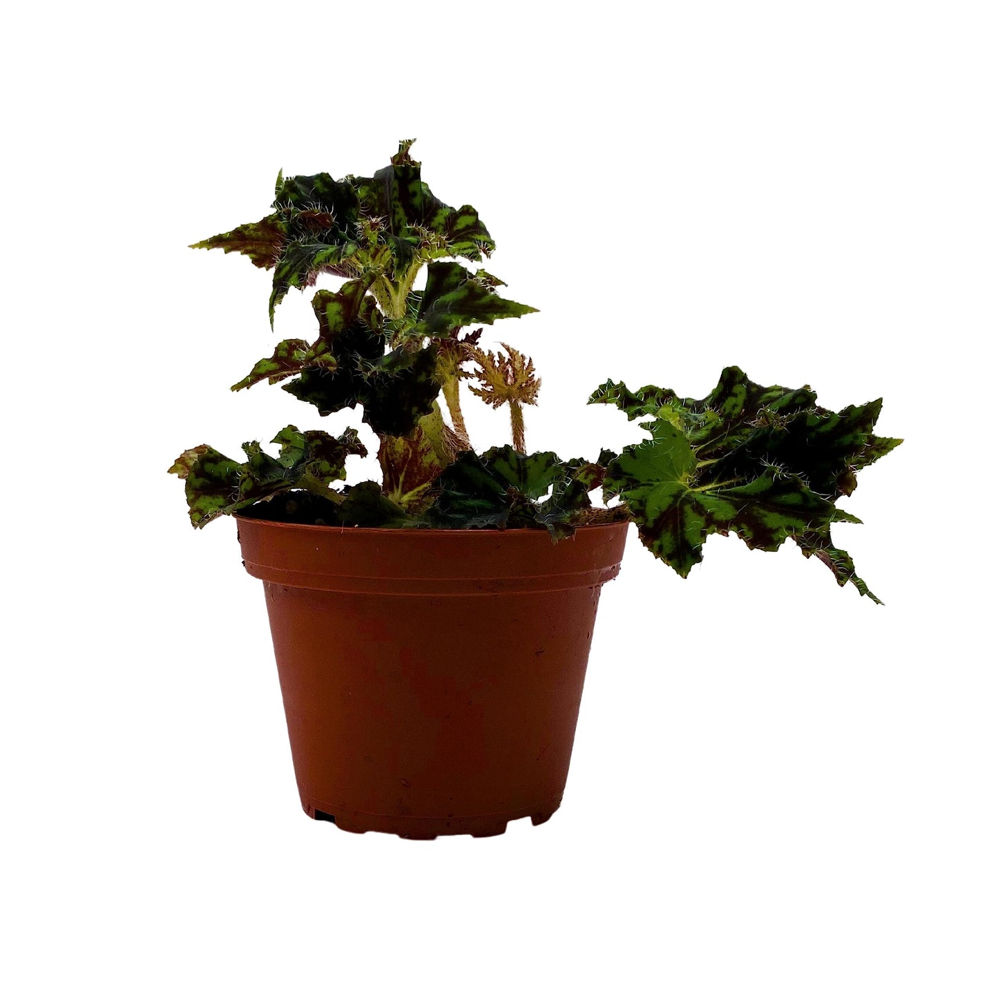 BubbleBlooms Harmony's Unique Begonia Rhizo in 4 inch Pot Rare