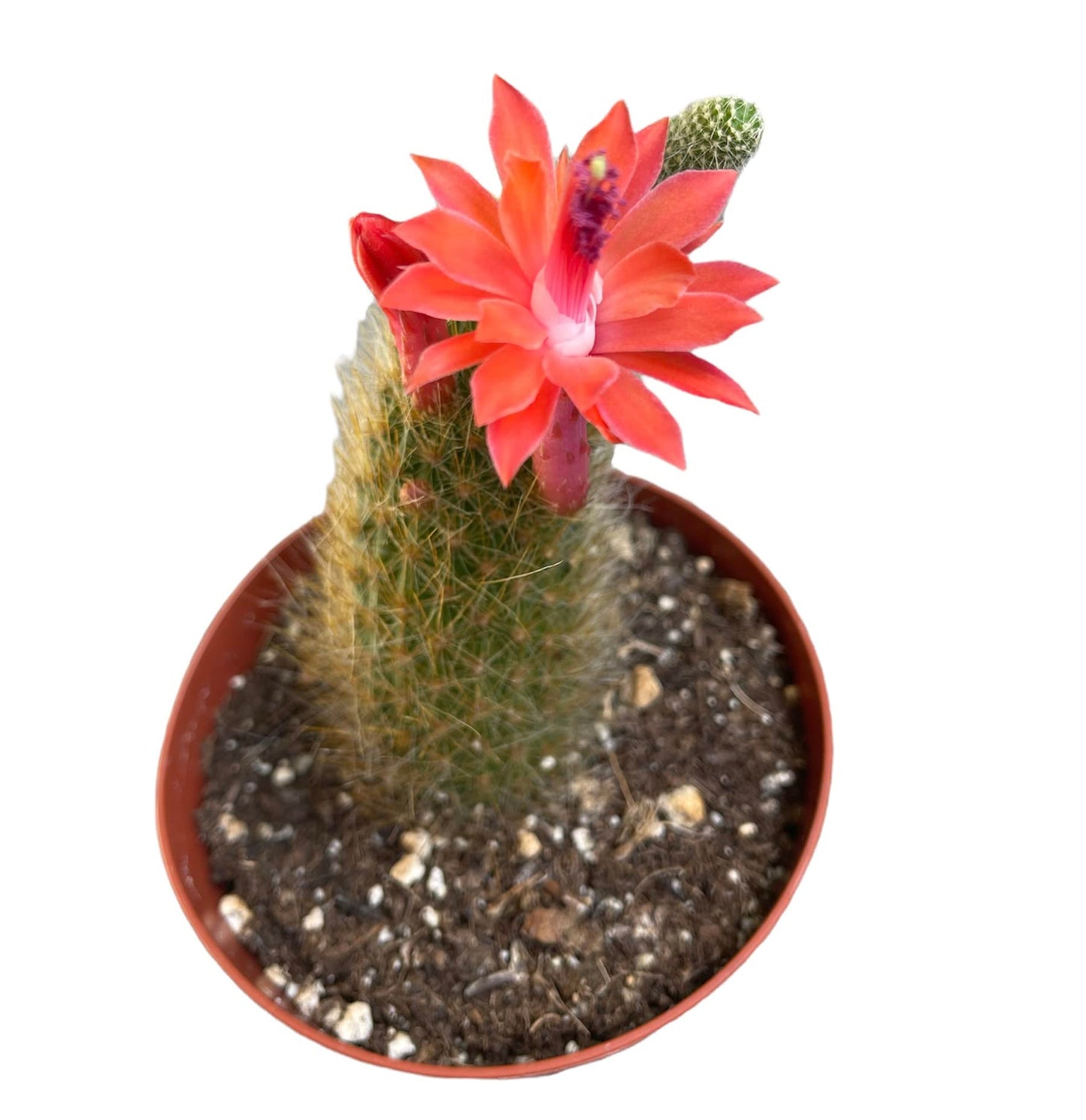 Live Cactus Plants Cleistocactus Colademononis-Monkey Tail for Gift for Home Office Decor (Pictured in a 4" Pot)