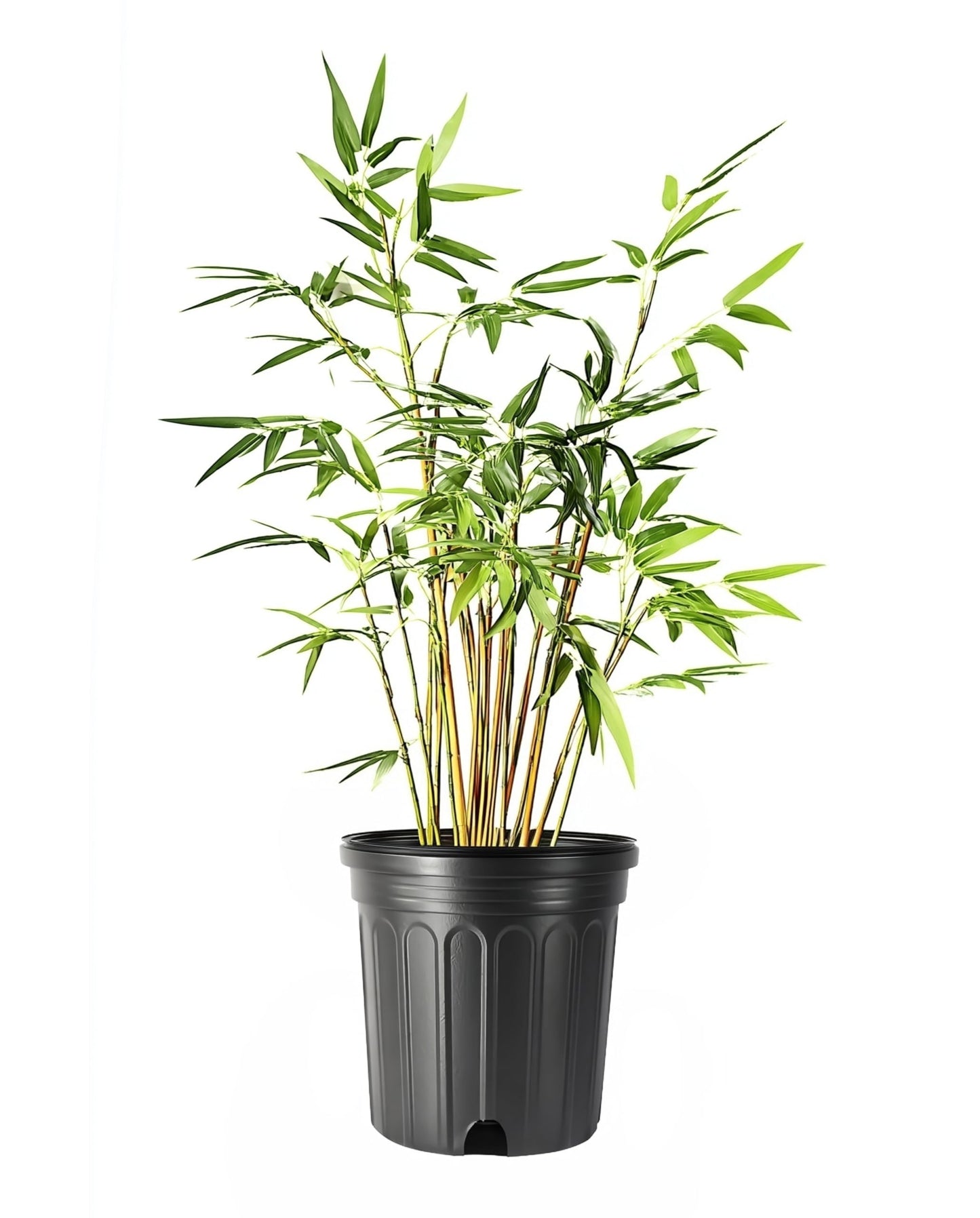 Green Hedge Bamboo | 1 Large Trade Gallon Size Plant | Bambusa multiplex | Fast Growing Privacy Screen | Clumping Bamboo for Landscapes Gardens Walkways Accent Foundation Beds Decorative Garden
