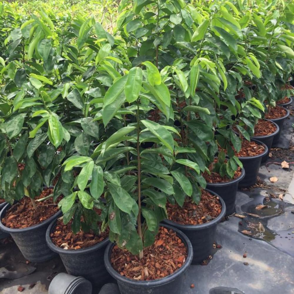 Sweet Giant Soursop Plant Live Tree, 2-3 Feet Tall, Ready to Bear Fruit, No CA, Outdoor Guanabana Annona Muricata Plants for Zones 10-11 Planting, 1 Gallon Potted