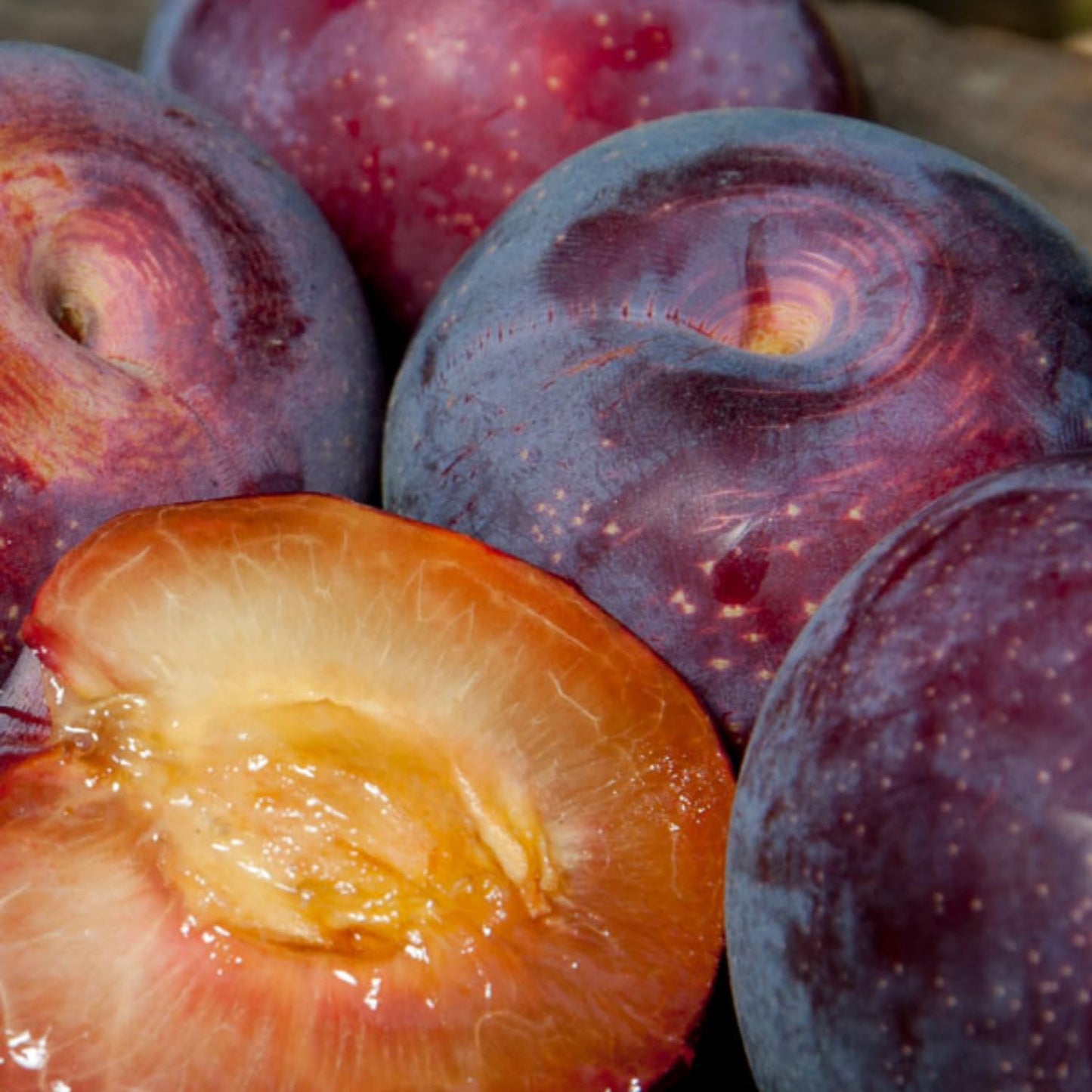 Live Flavor Pluot Tree Plant in 3 Gallon Pot, 2–3 Ft Tall Plum Apricot Fruit Tree for Outdoor Garden, Backyard, or Landscape Planting, No Ship to CA