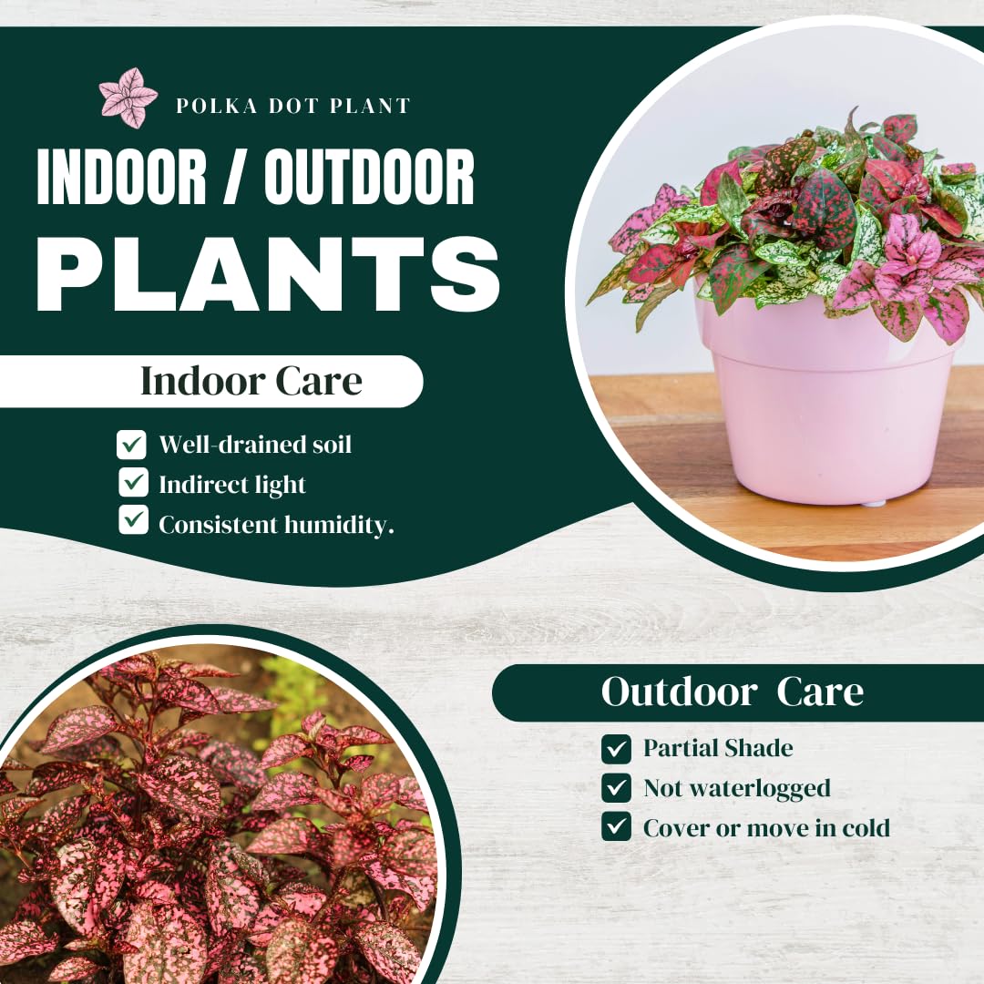Polka Dot Plant Collection (4-Pack) - House Plants Indoors Live, Air Purifying Live Indoor House Plants, (Red, White, Rose, and Pink) Indoor Plants Live houseplants.