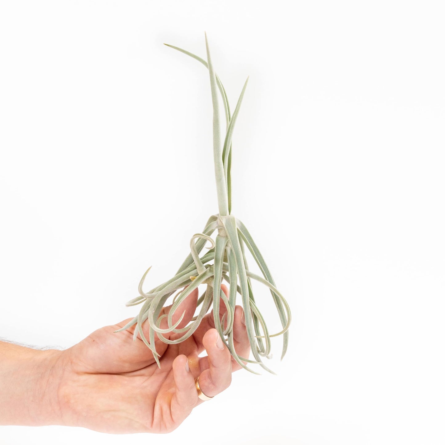 Tillandsia Duratii - Live Tillandsia Succulent House Plants - Home and Garden Decor - Easy Care Indoor/Outdoor Plants (Pack of 3)