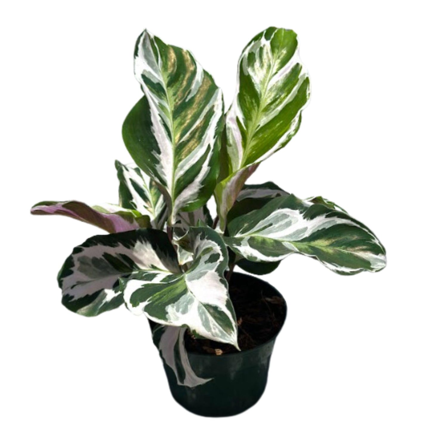 Calathea Live Plant in 4" Pot - Calathea Stella Plant Live - Pet Safe Easy to Grow Indoor Houseplants Flowers for Home Office Wedding Decor & Birthday Gift (Heat Pack Included)