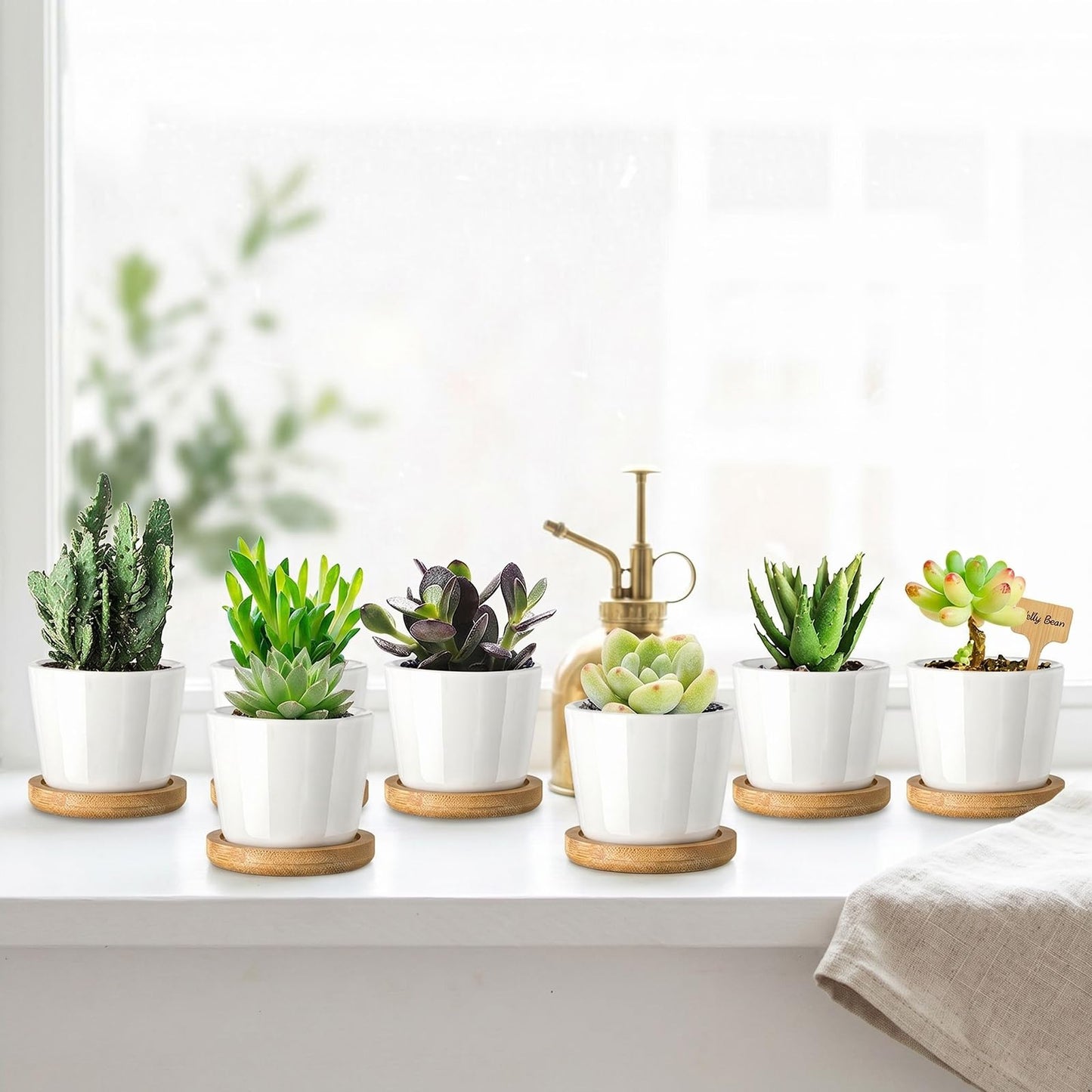 Tosnail 12 Pack Small Succulent Pots with 12 Bamboo Trays, 2.5 Inch Round White Ceramic Mini Plant Pots, Tiny Succulent Planters, Cactus, Flower, Air Plant Containers, Modern Home and Office Decor