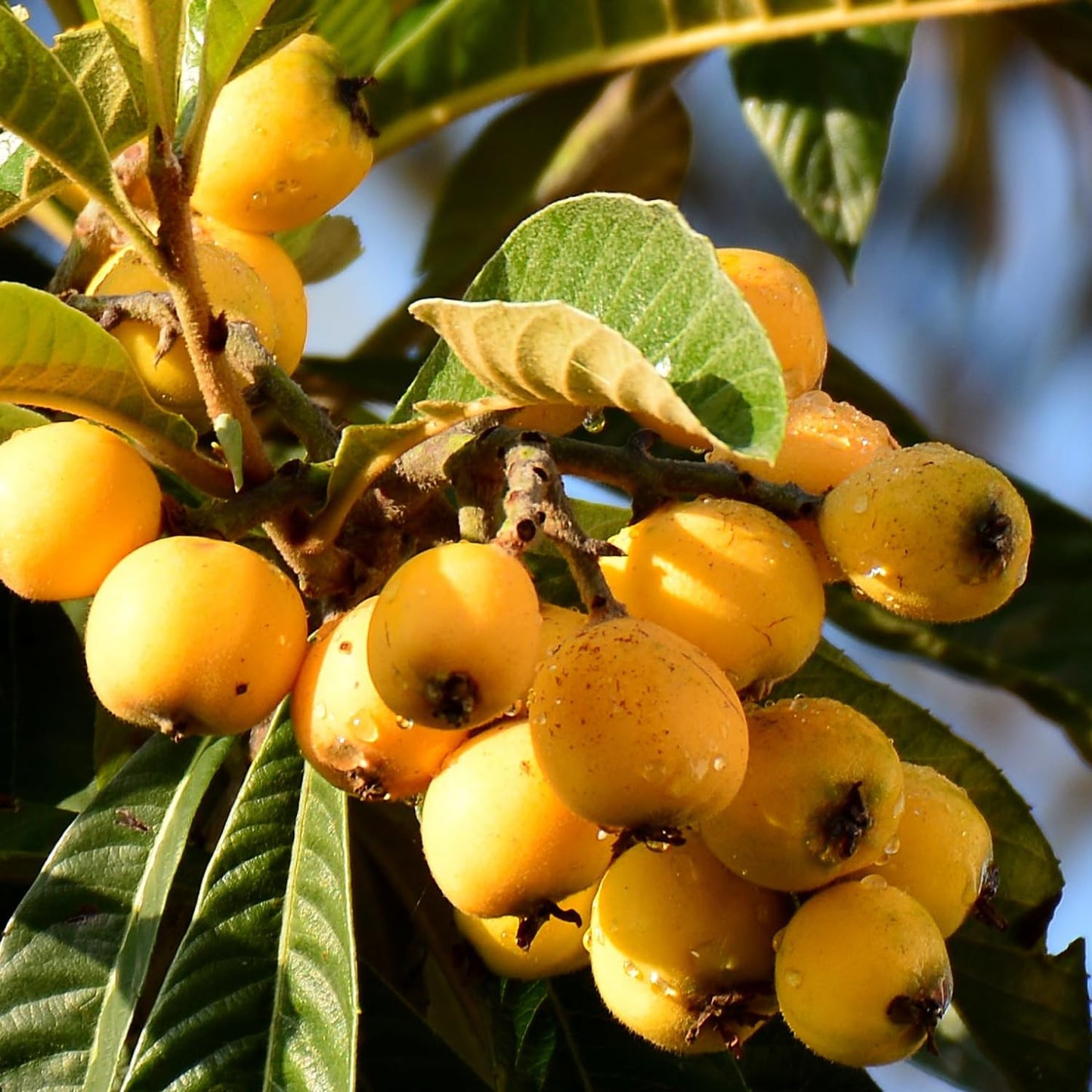 Loquat Tree Plant Live, 10-14'' Tall in Half Gal Pot, Perennial Fruit Plant for Garden or Containers Growing