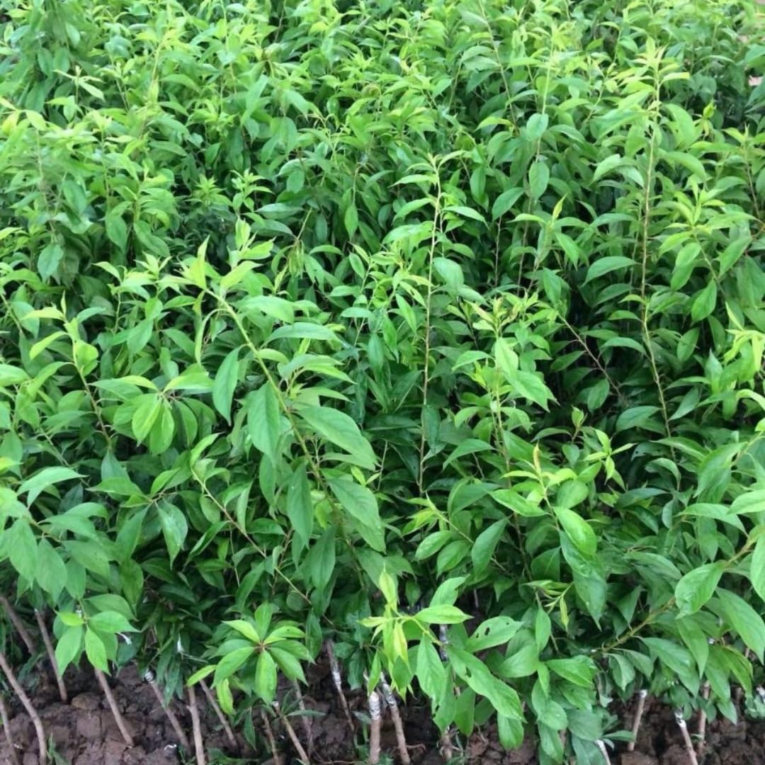 Grafted Plum Tree Live Plant Ready to Bear Fruit, 2-3 Ft Tall in 3 Gallon Pot, No CA, Spring Planting, Fast-Growing and High Yielding (Santa Rosa)