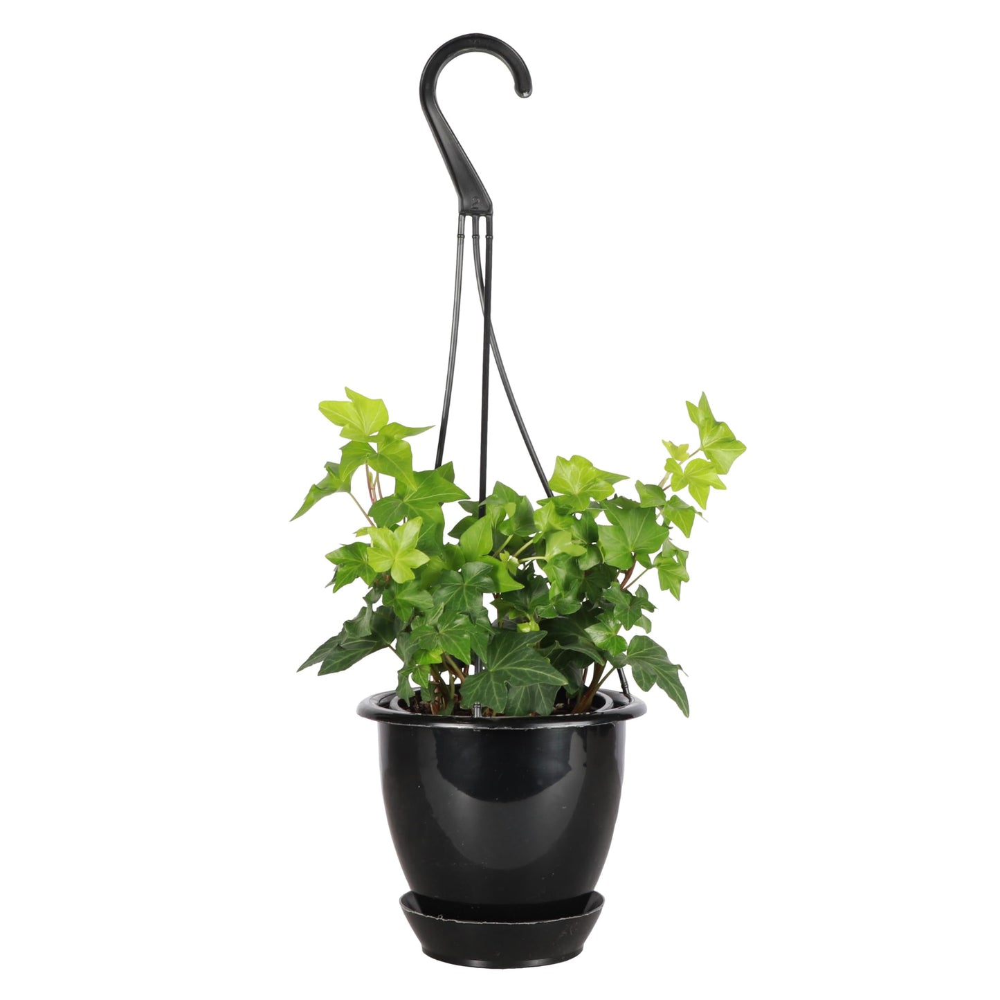 Thorsen's Greenhouse Live Green English Ivy Plant, Hedera Helix, Natural Air Purifier, Easy to Grow, Live Indoor Houseplant, 4" Diameter Pot (Black - Hanging)