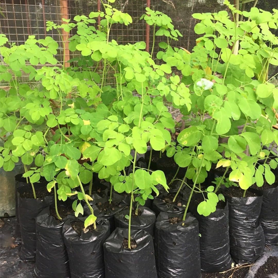 2 Moringa Drumstick Trees Plants Live, Malunggay Well-Rooted, 6 to 8 Inches Tall, Horseradish Tree, Moringa Oleifera