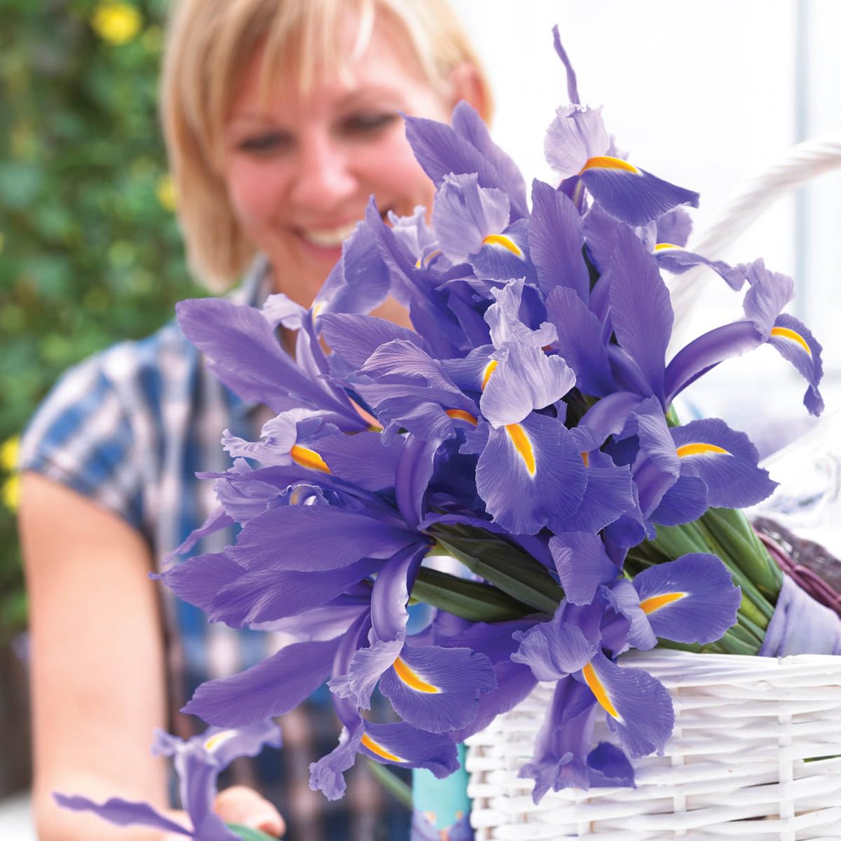 Direct Gardening - Discovery Dutch Iris, Summer Flowering Dormant Bulbs, 50 per Offer