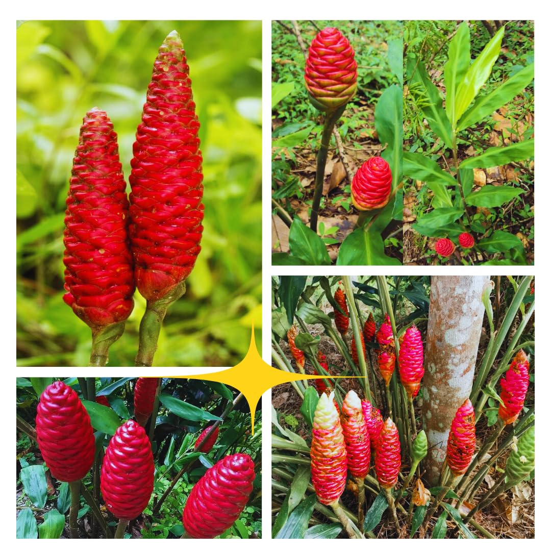 Set 15 of Shampoo Ginger Rhizomes, Awapuhi Zingiber Zerumbet Ginger Rhizomes, Hawaiian Ginger Lily Roots for Gardening