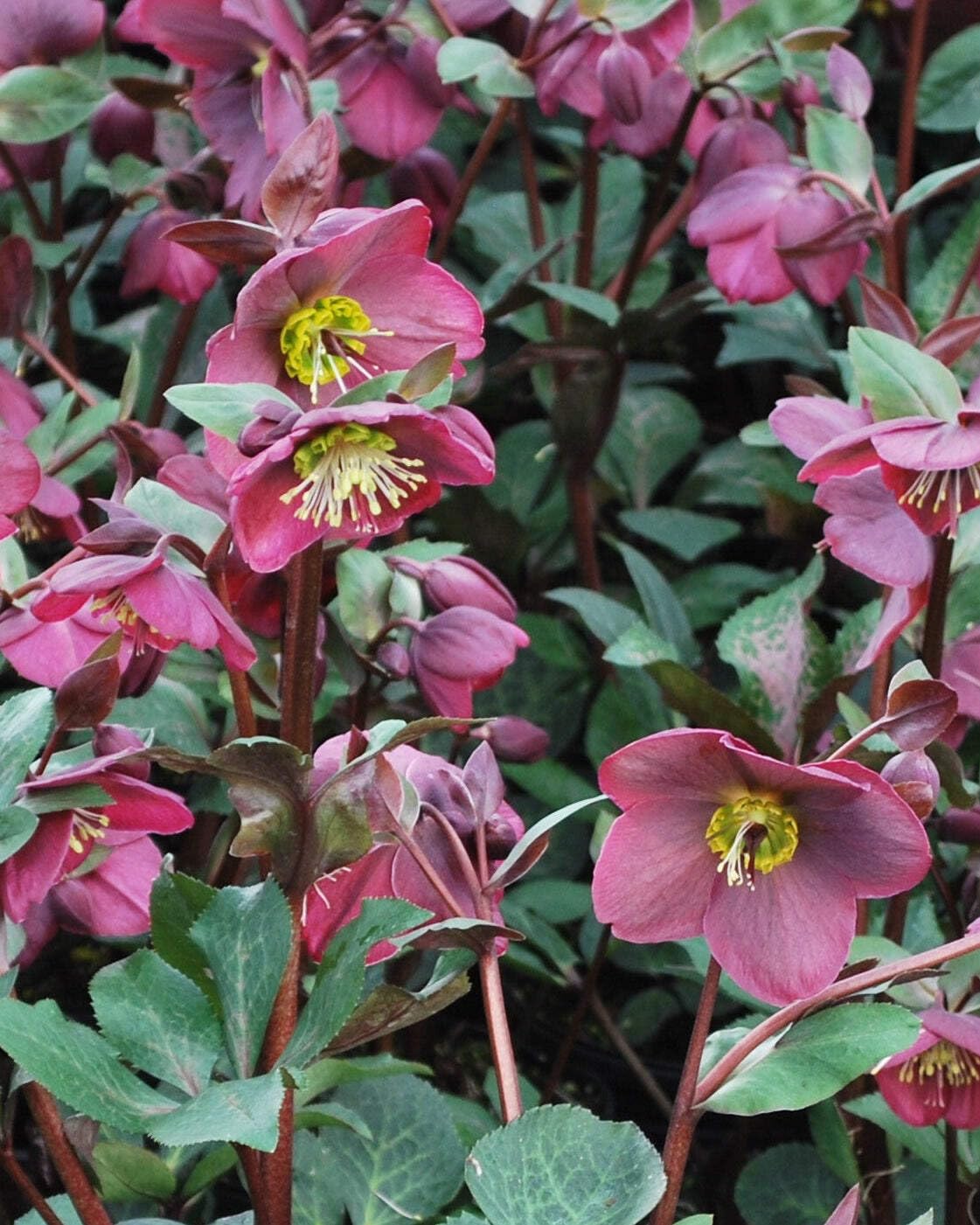 Perennial Farm Marketplace Helleborus x Frostkiss® ‘Anna’s Red’ (Lenten Rose) Perennial, Size-#1 Container, Red Blooms Late Winter to Spring, Deer Resistant
